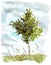Green birch tree in grass, watercolor
