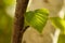 Green birch tree leaf grow from branch in sunny garden