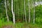 Green birch trees and grass in the deciduous forest growing in countryside.