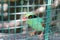 Green bird behind bars