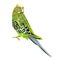 Green bird  budgerigar,green pet parakeet  or budgie or shell parakeet home pet natural  on a white background vintage vector