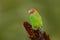 Green bird from Central America. Brown-hooded Parrot, Pionopsitta haematotis, portrait light green parrot with brown head. Detail