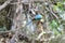 Green bird (Common Green Magpie), Bird of Thailand