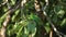 Green bird perched on tropical foliage