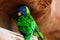 Green bird rainbow lori with blue head sitting on a red rock