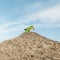 Green bird sits on the roof of a thatched beach umbrella and has breakfast. Beautiful parrot eats bread. Spain.