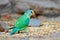 Green bird sitting on stone. Nesting Rose-ringed Parakeet, Psittacula krameri, India, Asia. Parrot in in green forest. Parrot in t