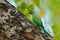 Green bird sitting on tree trunk with nest hole. Nesting Rose-ringed Parakeet, Psittacula krameri, beautiful parrot in the nature