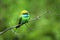 Green Bird on Tree in Uda Walawe National Park, Morenagala, Sri Lanka