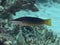 Green birdmouth wrasse