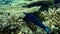 Green birdmouth wrasse or Indian birdmouth wrasse, Gomphosus caeruleus. Invalid synonym: Gomphosus caeruleus klunzingeri, undersea