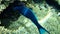 Green birdmouth wrasse or Indian birdmouth wrasse Gomphosus caeruleus. Invalid synonym: Gomphosus caeruleus klunzingeri undersea