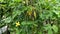 Green bitter melon plant or Momordica charantia L has green leaves, yellow star-shaped flowers