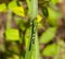 Green and Black Dragonfly