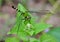 Green and Black Dragonfly