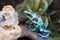 The green and black frog (Dendrobates auratus), or green and black poison arrow frog