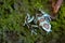 The green and black frog (Dendrobates auratus), or green and black poison arrow frog. close-up shot