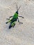 Green and black grass hopper on see sand