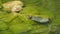 Green and black marbled shell turtle swimming in mollerussa pond, lerida