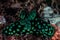 Green and Black Nudibranch in Raja Ampat