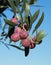 Green and black olives ready to pick