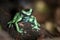 Green and Black Poison Dart Frog