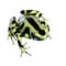 Green and Black Poison Dart Frog - Dendrobates aur