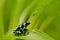 Green Black Poison Dart Frog, Dendrobates auratus, in the nature habitat. Beautiful motley frog from tropic forest in South Americ