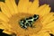 Green-and-Black Poison Dart Frog on Yellow Flower