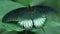 Green black white beautiful exotic butterfly spreading wings, insects as pets