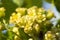 green blackcurrant flowers