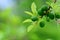 Green Blackthorn fruits