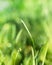 Green blade of grass with a shiny drop of dew, the concept of freshness and ecology