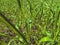 Green blades of grass in the meadow. weeds grow among plants. long vitamin grass in the sun