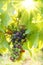 Green Blauer Portugeiser grape cluster in sunlight