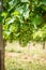 Green Blauer Portugeiser grape clusters