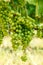 Green Blauer Portugeiser grape clusters