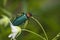 The green blister beetle