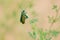 Green blister beetle
