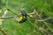 Green Blister Beetles Mating on Vegetation at Fish Lake  Utah