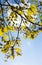 Green blooming branches of the oak tree