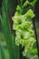 Green blooming gladiolus closeup