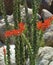 Green and blooming ocotillo tree branches against a background of white desert rocks