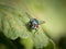 A green blow-fly with red eyes sitting on a green leaf