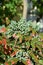 Green-blue berries of Holly bush with leaf fungi spots