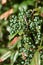 Green-blue berries of Holly bush with leaf fungi spots