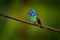 Green blue head hummingbird sitting on the branch in forest habitat. Wildlife Ecuador. Blue head hummingbird. Golden-tailed