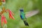 Green and Blue Hummingbird Sabrewing flying next to beautiful red flower