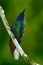 Green and Blue Hummingbird Sabrewing from Tobago sitting on the branch