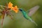 Green and blue hummingbird Sparkling Violetear flying next to beautiful yelow flower